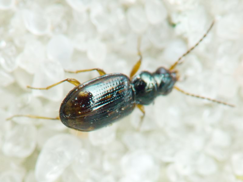 Bembidion (Trepanes) octomaculatum (Goeze, 1777)